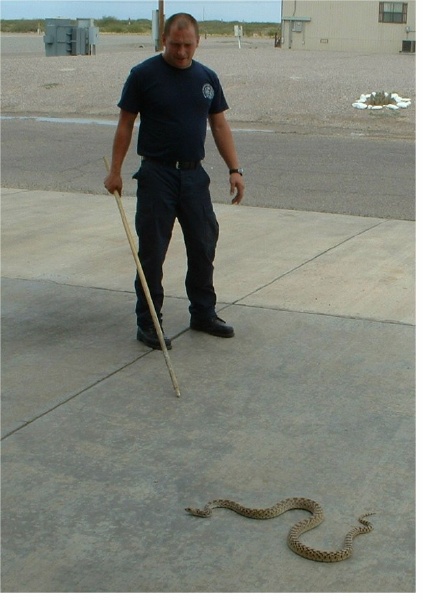 SNAKE_STA_4.jpg